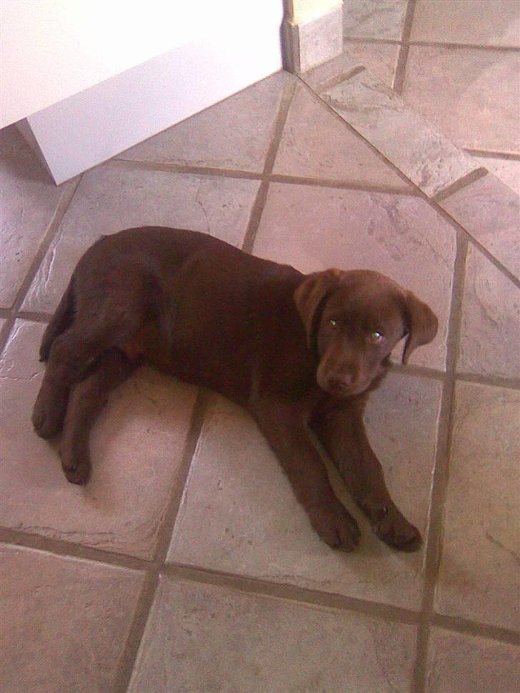 Labrador retriever Balder R.I.P. billede 3