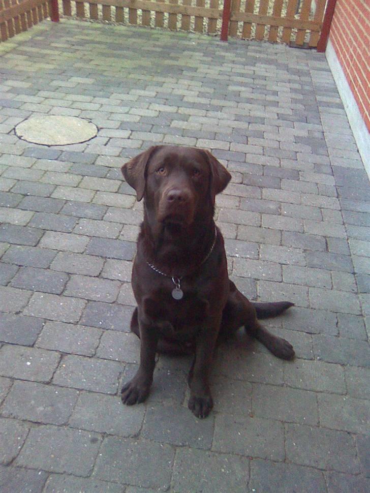 Labrador retriever Balder R.I.P. billede 5