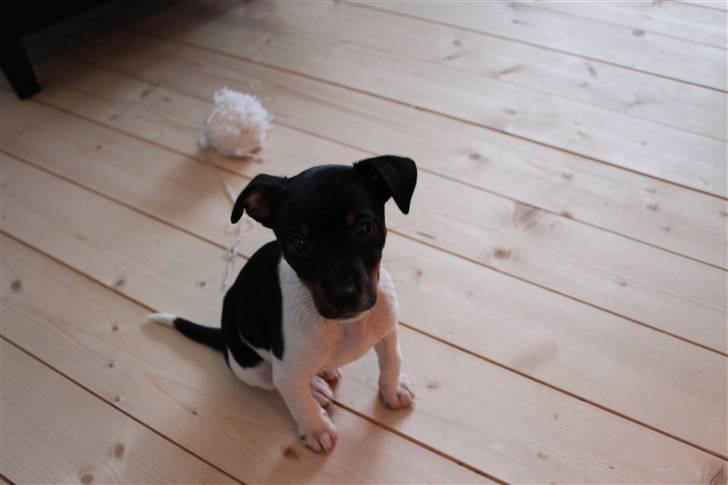 Dansk svensk gaardhund Molly billede 1