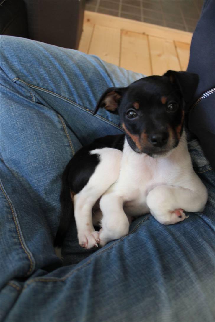 Dansk svensk gaardhund Molly billede 2