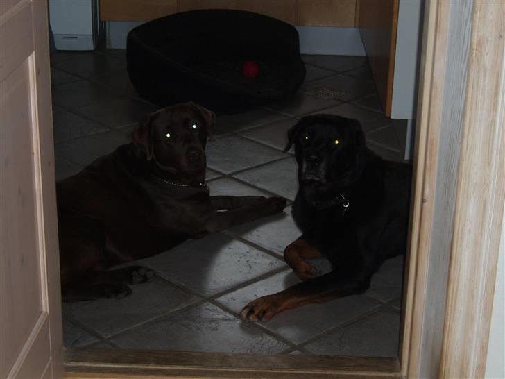 Labrador retriever Balder R.I.P. billede 6