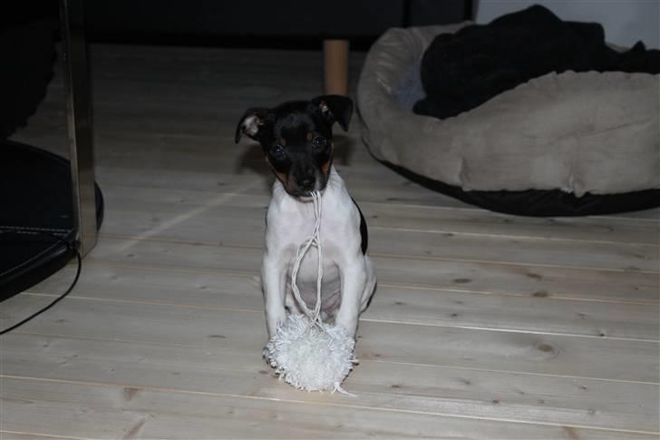 Dansk svensk gaardhund Molly billede 3