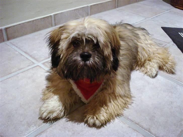 Lhasa apso Simba - 14. december 2009, Simba er nu 6 måneder og nogle dage billede 11