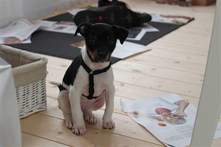 Dansk svensk gaardhund Molly billede 4