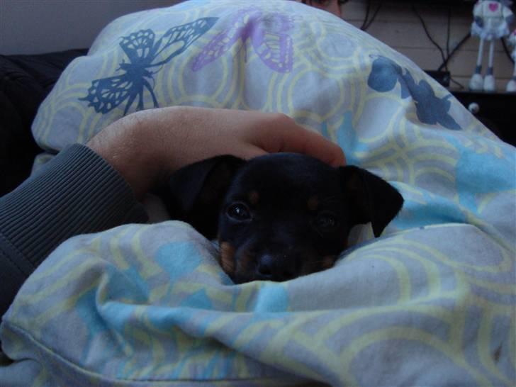 Dansk svensk gaardhund Molly billede 5