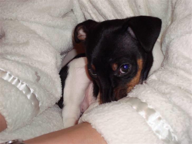 Dansk svensk gaardhund Molly billede 6