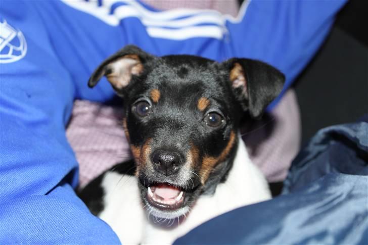 Dansk svensk gaardhund Molly billede 7