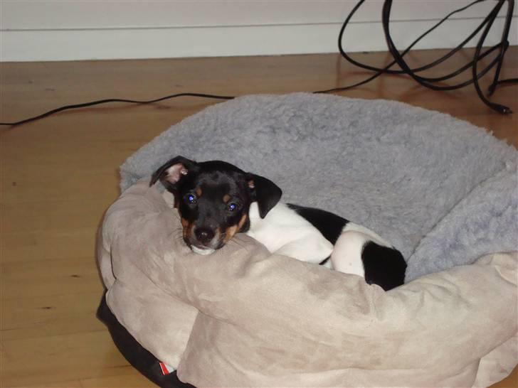 Dansk svensk gaardhund Molly billede 8