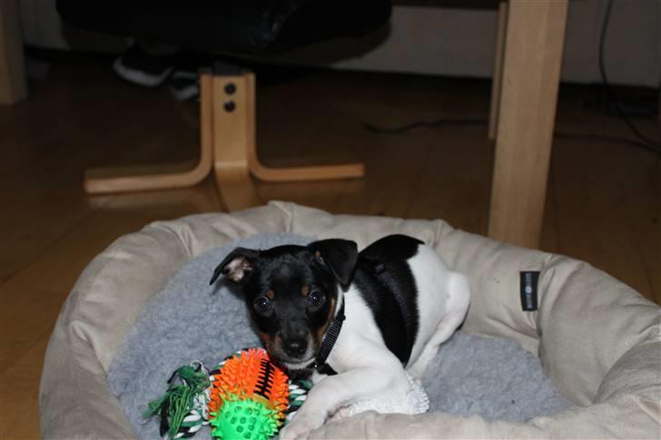 Dansk svensk gaardhund Molly billede 9