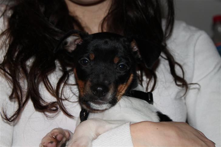 Dansk svensk gaardhund Molly billede 10