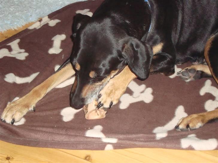 Blanding af racer Thyra billede 6