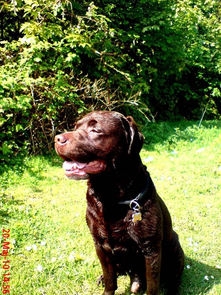 Labrador retriever Albert - Frodi du er den dejligste (:  billede 1