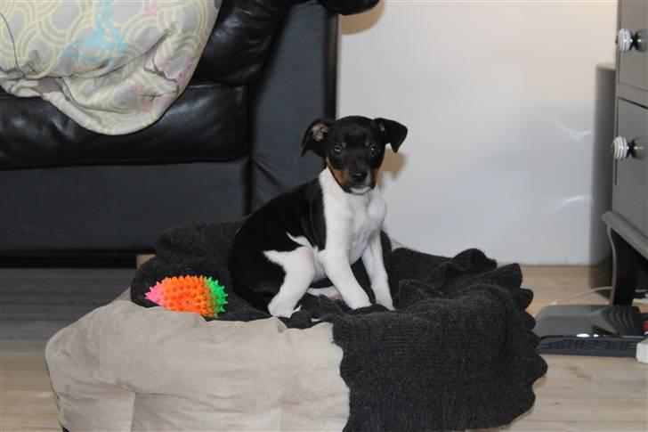 Dansk svensk gaardhund Molly billede 11