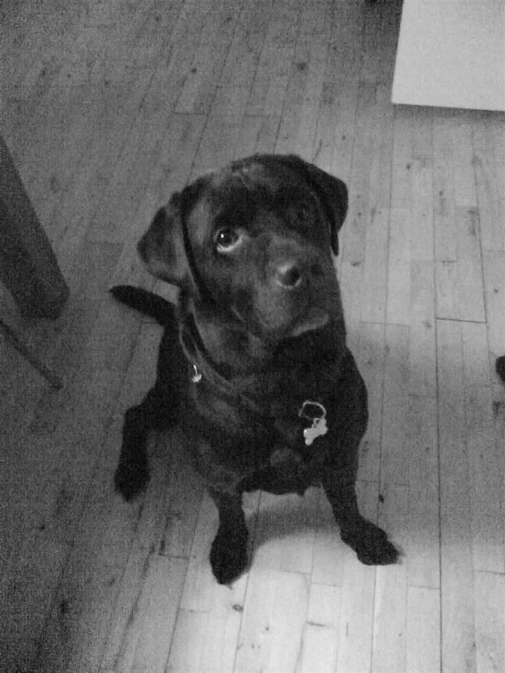 Labrador retriever Albert - Min smukke hund <3 Foto: Emma (mig) billede 2