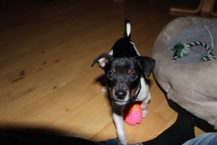 Dansk svensk gaardhund Molly billede 12