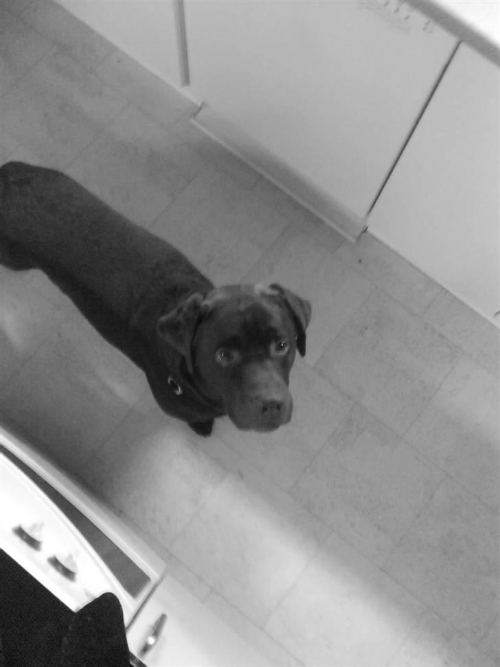 Labrador retriever Albert - fordi hver eneste gang du kigger op, ser du på os (: billede 3