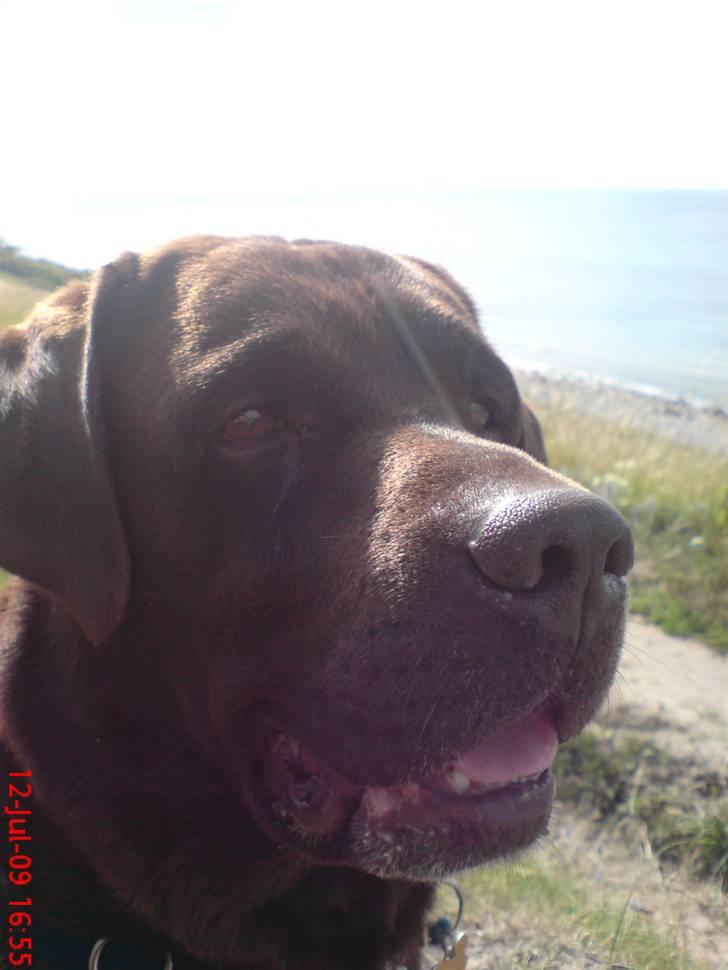 Labrador retriever Albert - På sommerferie i Gilleleje xD billede 4