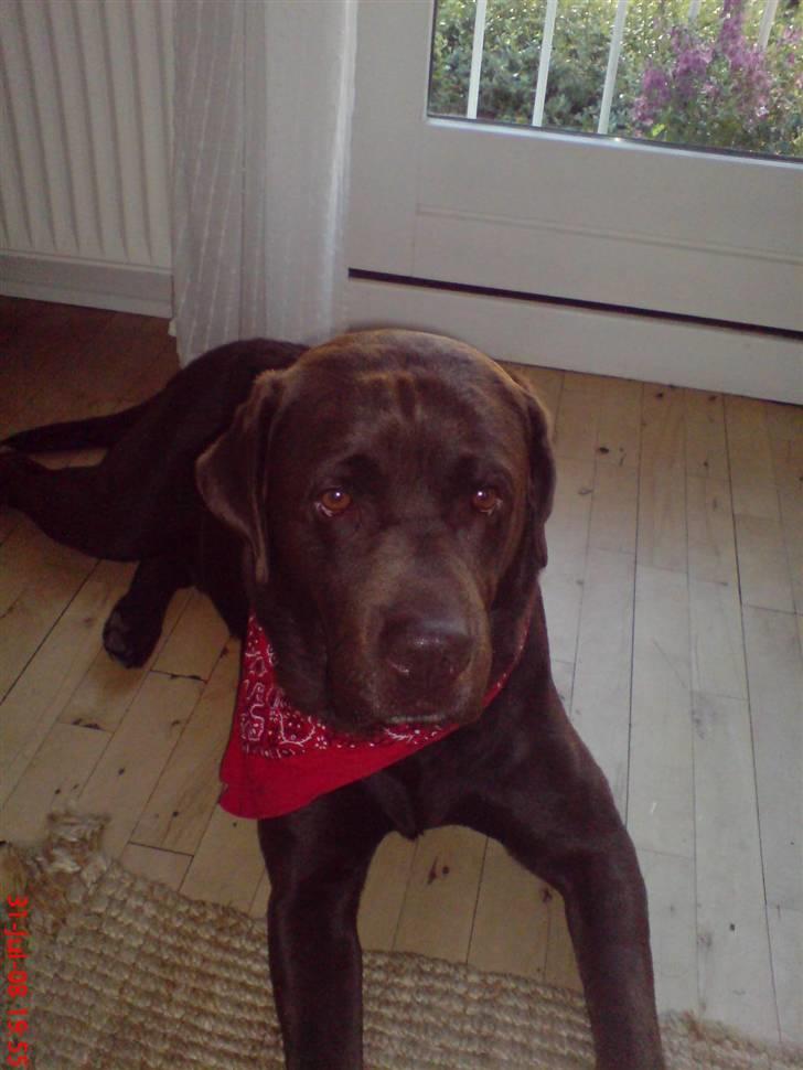 Labrador retriever Albert - Albert med CHARMEKLUD <3 :* billede 5