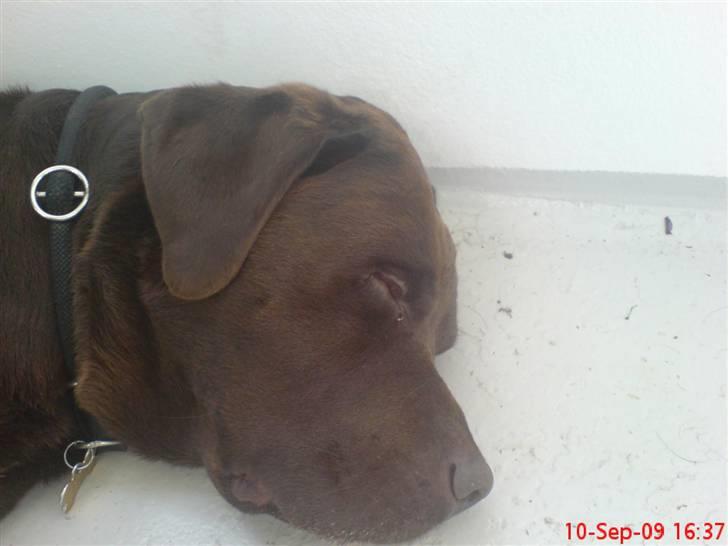 Labrador retriever Albert - ZzZZZzZzzz.... billede 6