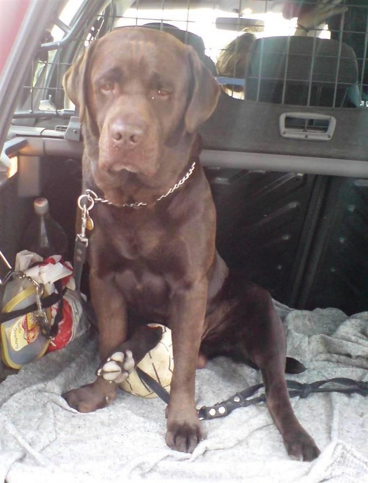 Labrador retriever Albert - Han er ser lidt trist ud, men det er efter en god tur i skoven så er han også lidt træt:) Foto: MOR billede 7