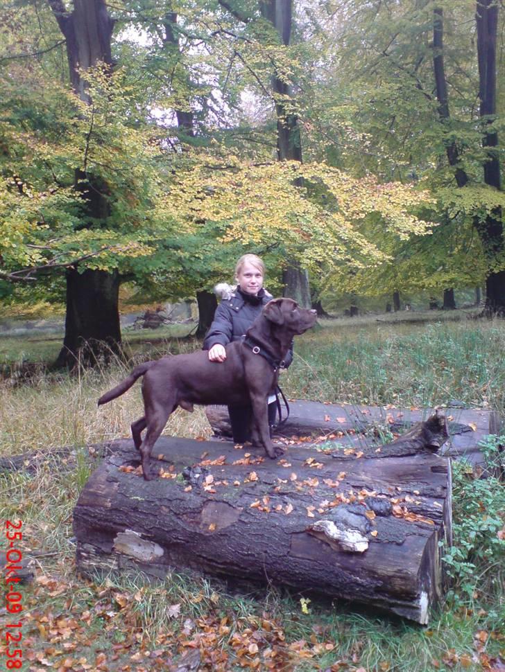 Labrador retriever Albert - Skatten!<3 billede 8