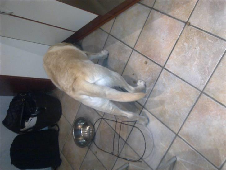 Labrador retriever Marley - Ups jeg væltede lige alt min mad, men hva så jeg kan jo bare lege søge :-) billede 19