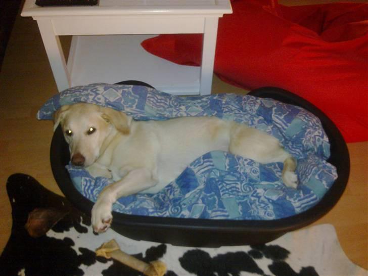 Labrador retriever Marley billede 20