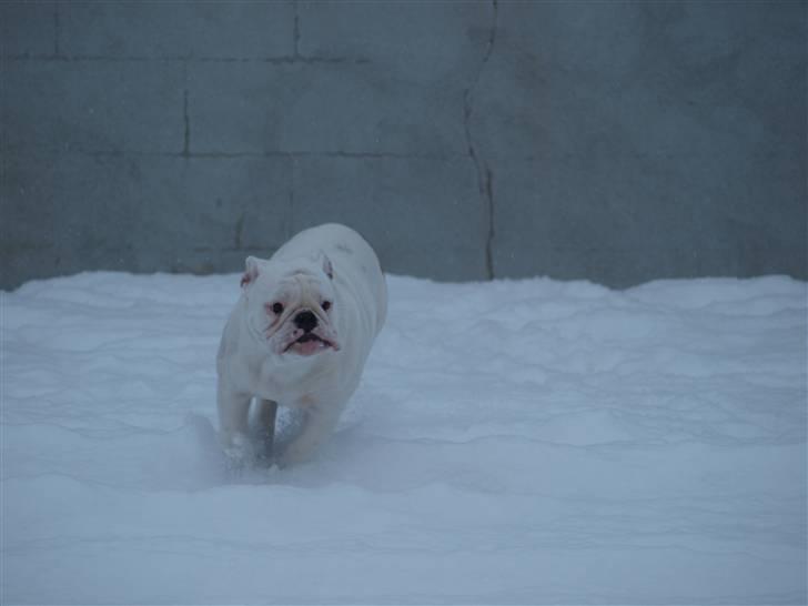 Engelsk bulldog Ida billede 7