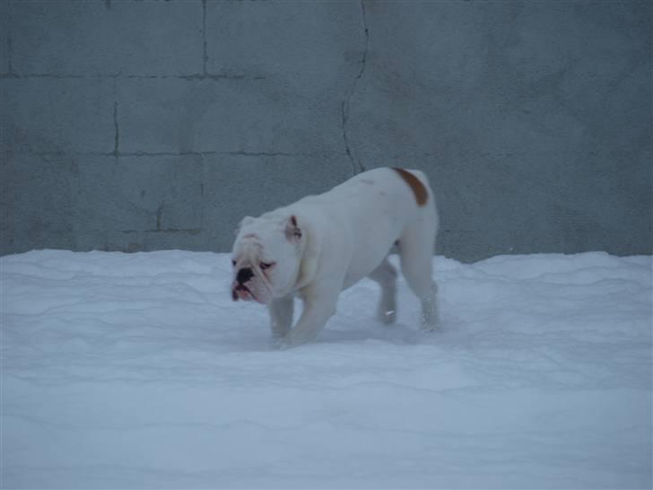 Engelsk bulldog Ida billede 8