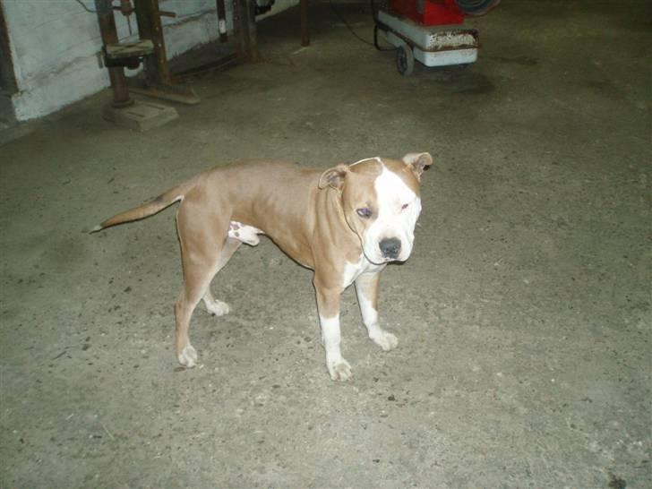 Amerikansk staffordshire terrier Max billede 17