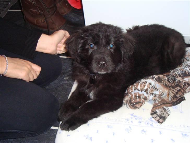 Blanding af racer Xander billede 1