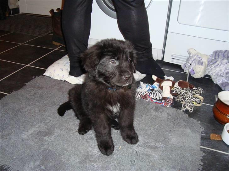 Blanding af racer Xander billede 2