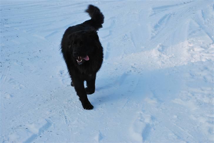 Blanding af racer Xander billede 3