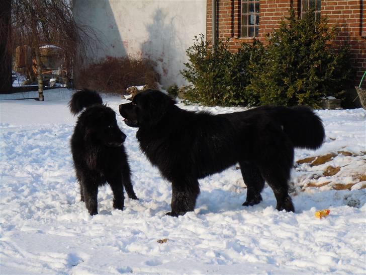 Blanding af racer Xander - Xander og Dante... Pot og Pande :) billede 4