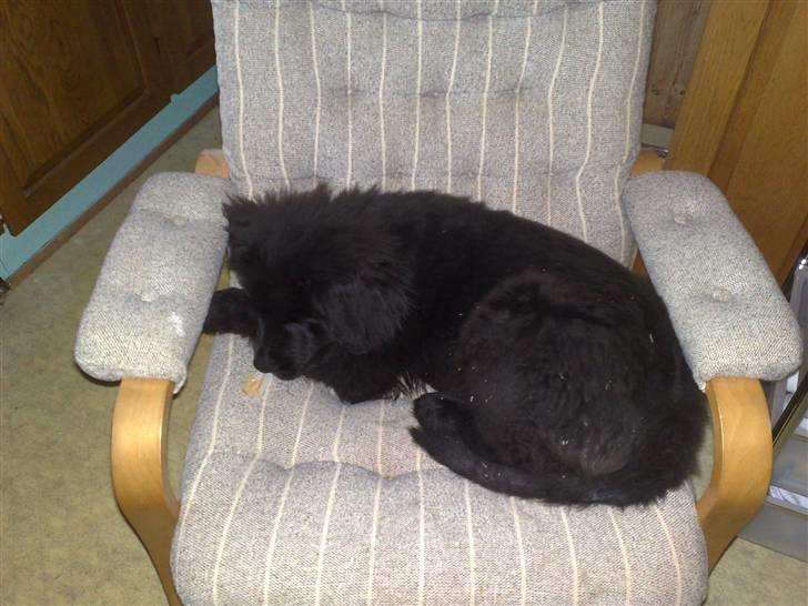 Blanding af racer Xander billede 5