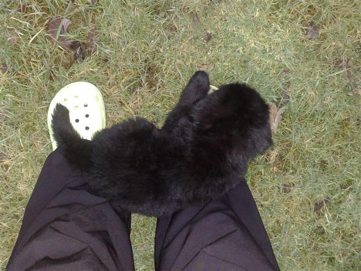 Blanding af racer Xander billede 6