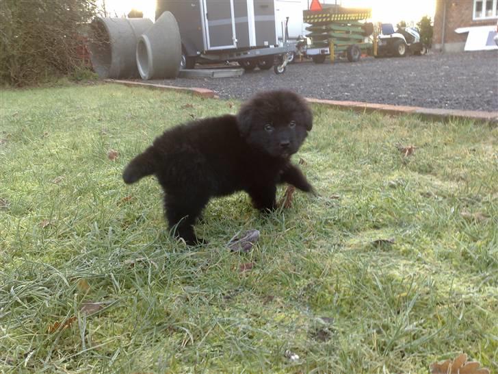 Blanding af racer Xander billede 7