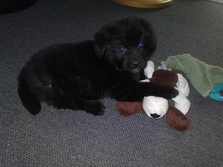 Blanding af racer Xander billede 8