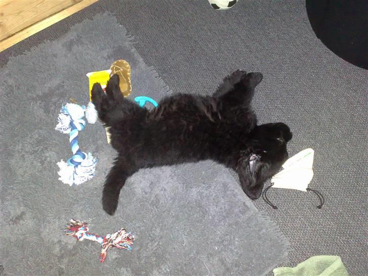 Blanding af racer Xander - Er gået helt kold :) billede 9