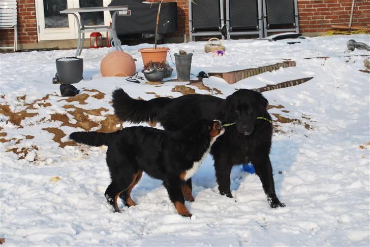 Blanding af racer Xander - Kom Iluna, vi flytter lige den her pind sammen :) Dejlige glade Xander!! billede 10