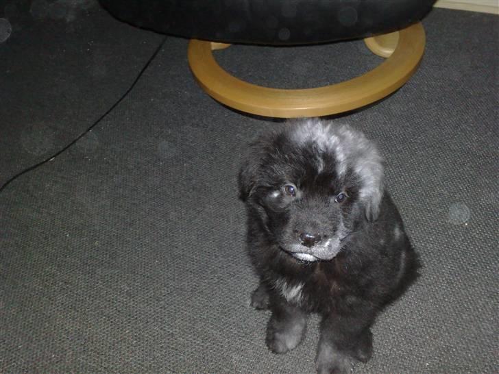 Blanding af racer Xander - Prøvede lige om pletter ville klæ mig... billede 11