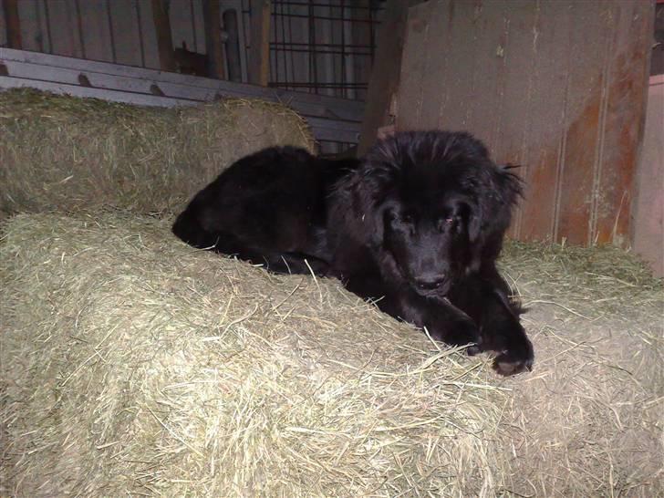 Blanding af racer Xander - Xander har lært at klatre op på hø-ballerne, og han er rigtig stolt af sig selv :) billede 12