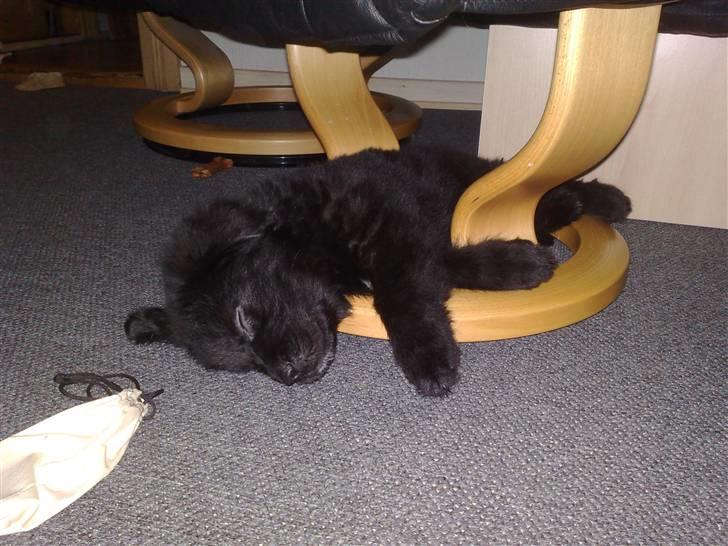 Blanding af racer Xander - Blev da lige lidt træt :) billede 13