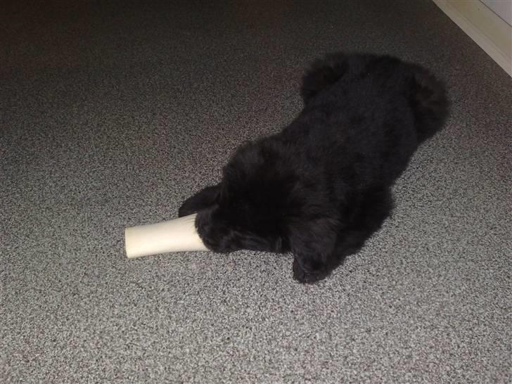 Blanding af racer Xander - Verdens bedste kødben :) billede 14