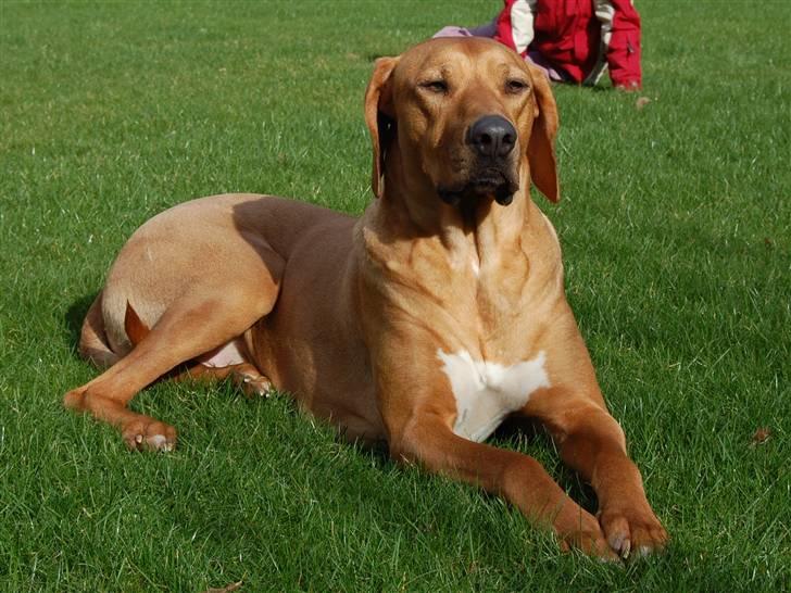 Rhodesian ridgeback Sasso billede 1