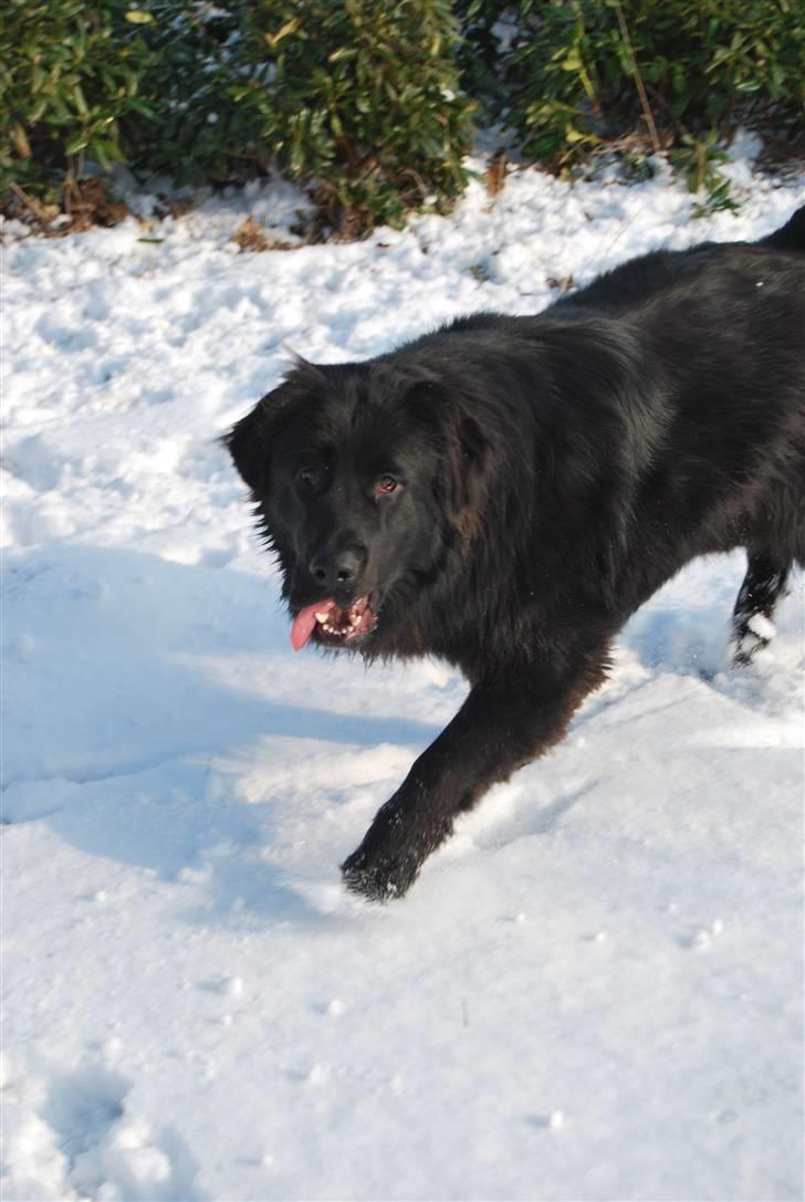 Blanding af racer Xander billede 15