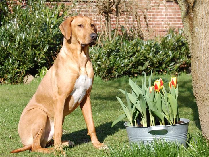 Rhodesian ridgeback Sasso billede 4