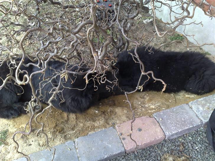 Blanding af racer Xander - Xander og Dante er lige ved at grave et trolde træ op :) billede 16