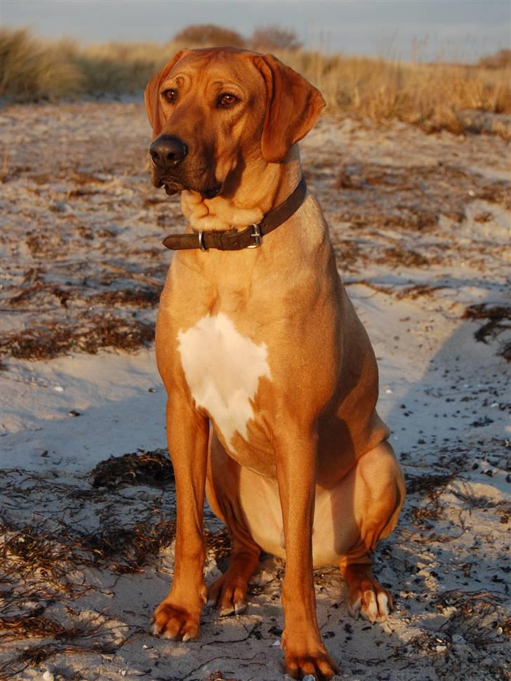 Rhodesian ridgeback Sasso billede 6