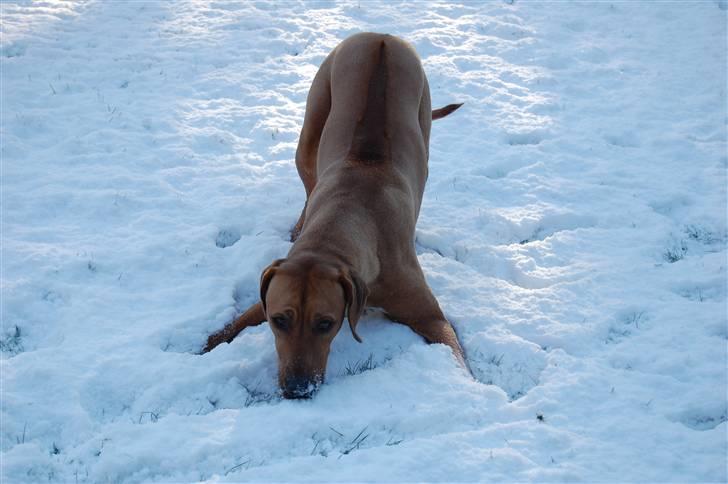 Rhodesian ridgeback Sasso billede 7